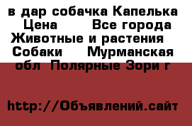 в дар собачка Капелька › Цена ­ 1 - Все города Животные и растения » Собаки   . Мурманская обл.,Полярные Зори г.